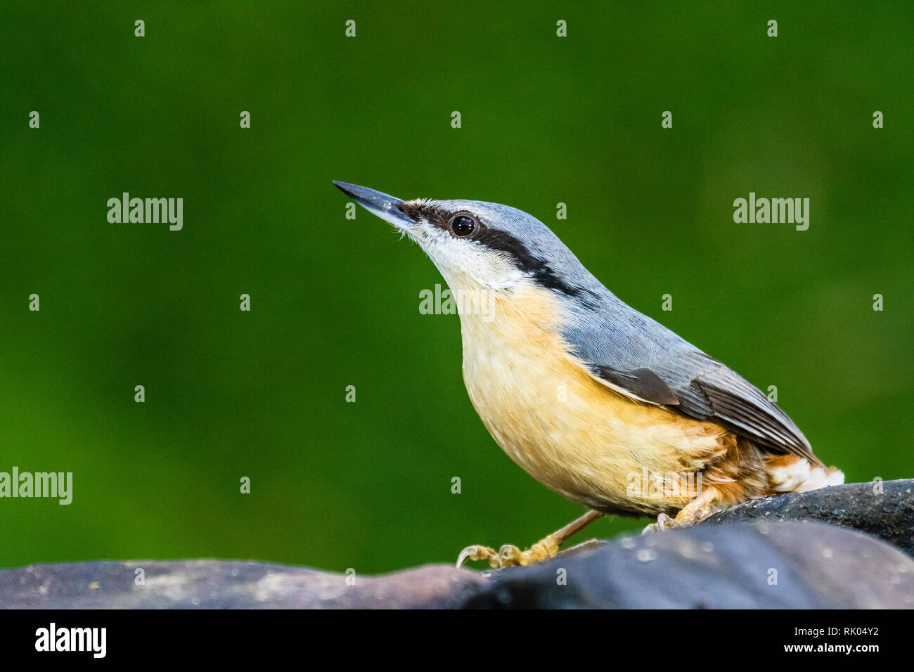 Blaenpennal, Aberystwyth, Wales, Regno Unito. 08 Februsry 2019. Un picchio muratore europeo è la visita del mio giardino per prendere vantaggio di libere alcune arachidi con il freddo e il vento. Credito: Phil Jones/Alamy Live News Foto Stock