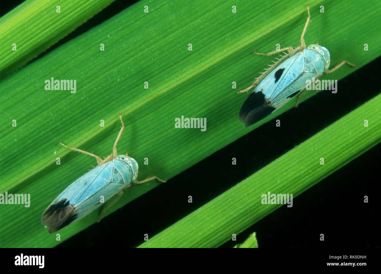 Colore blu variante di un verde leafhopper paddy, Nephotettix virescens, un biotipo di questa specie di peste Foto Stock
