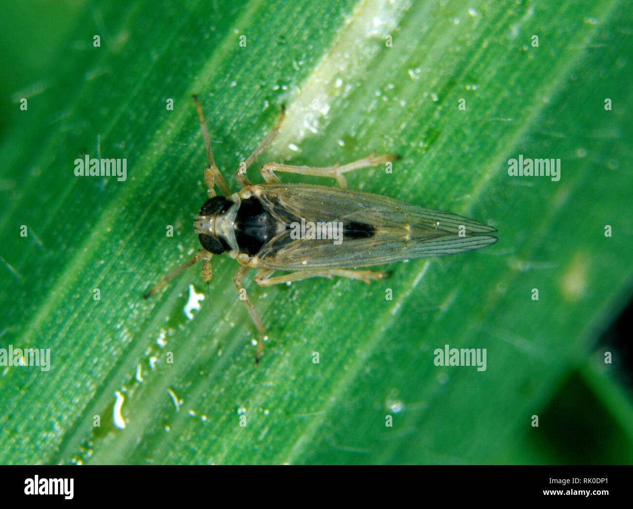 Piccolo cicadellide bruna, Laodelphax striatellus, adulto su una foglia di riso Foto Stock