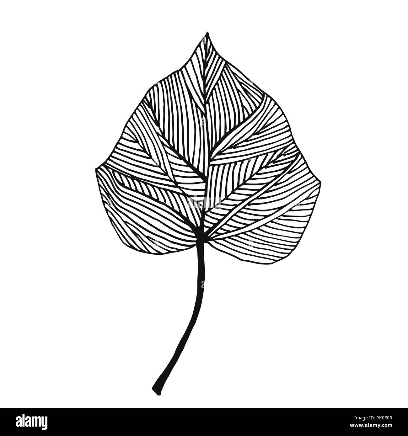 Edera vettore in foglia Illustrazione Vettoriale