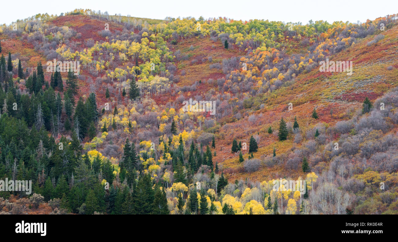 Colline coperte con lussureggianti alberi in luminosi colori autunnali nei pressi di Park City, Utah Foto Stock