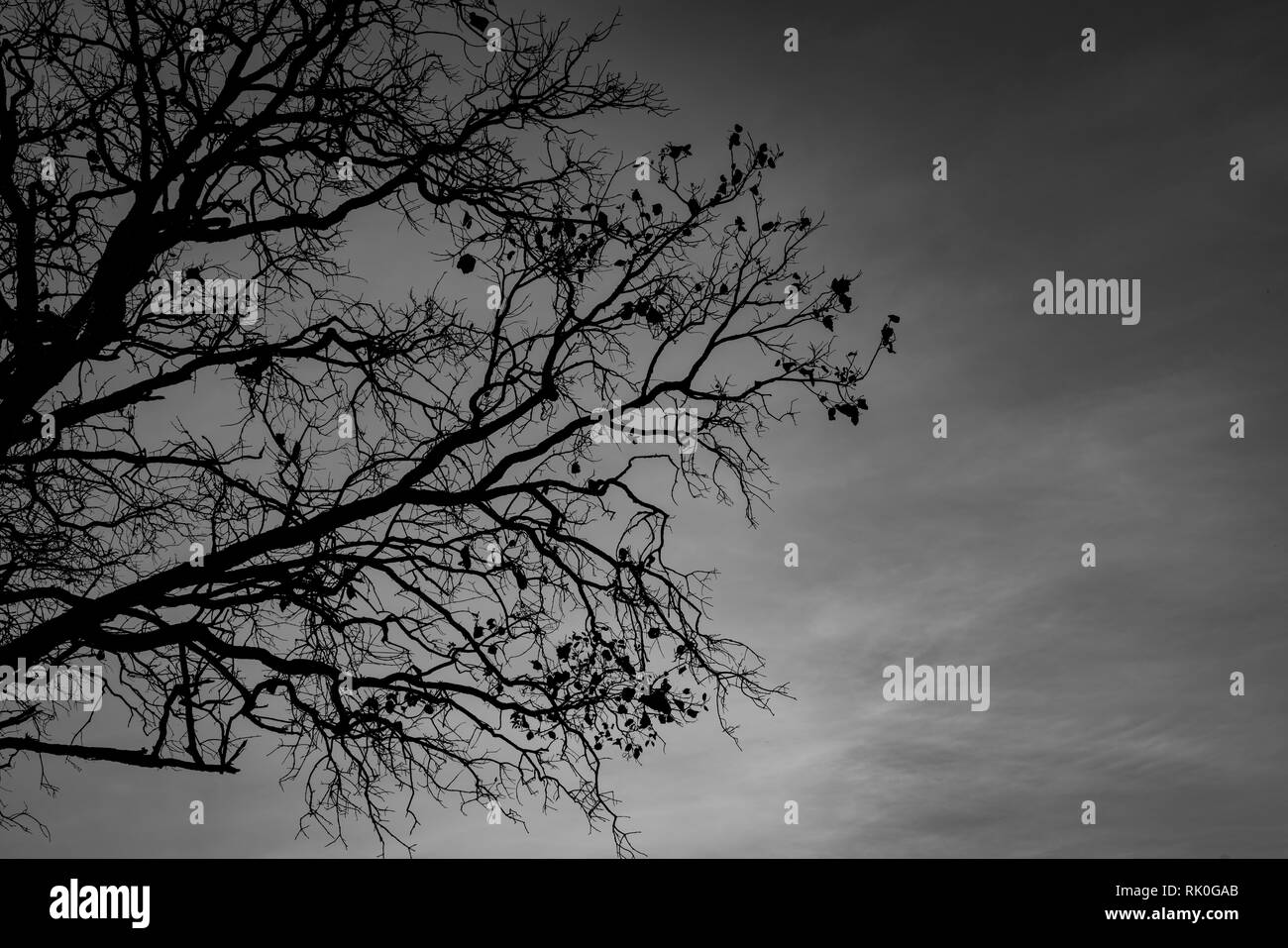 Silhouette albero morto sul drammatico scuro Grigio Cielo e nubi sfondo per paura, la morte e il concetto di pace. Giorno di Halloween sfondo. Arte e drammatico Foto Stock