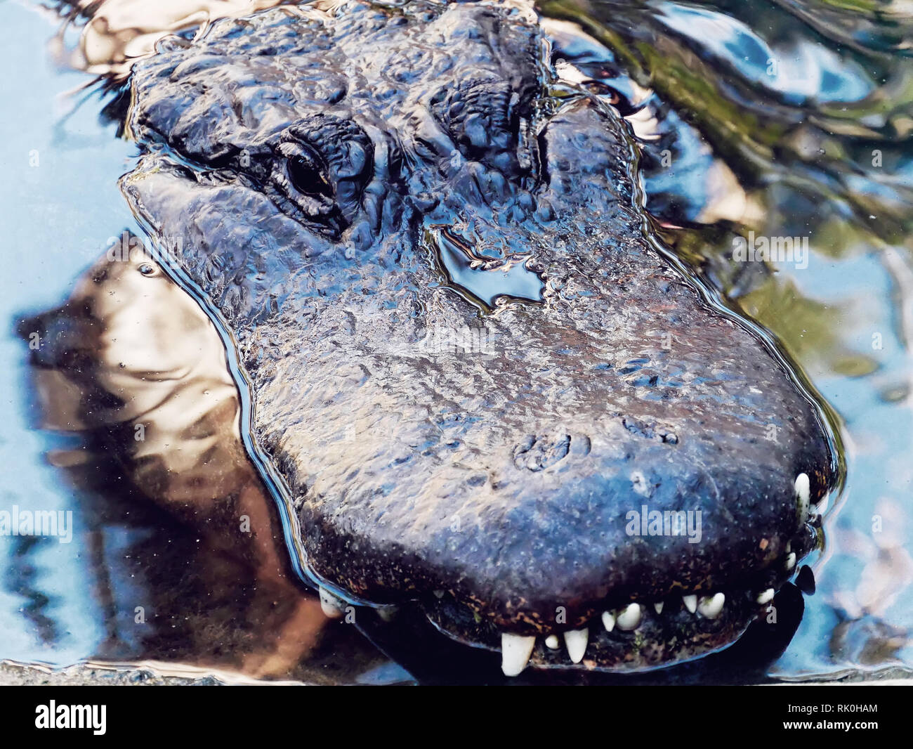 Cranio aligator acqua Foto Stock