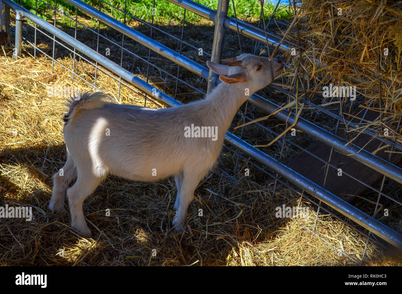 Una capra mangia fieno in cortile Foto Stock