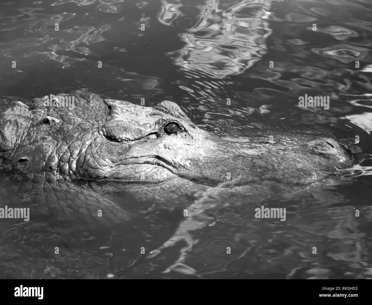 Capo aligator lookout Foto Stock