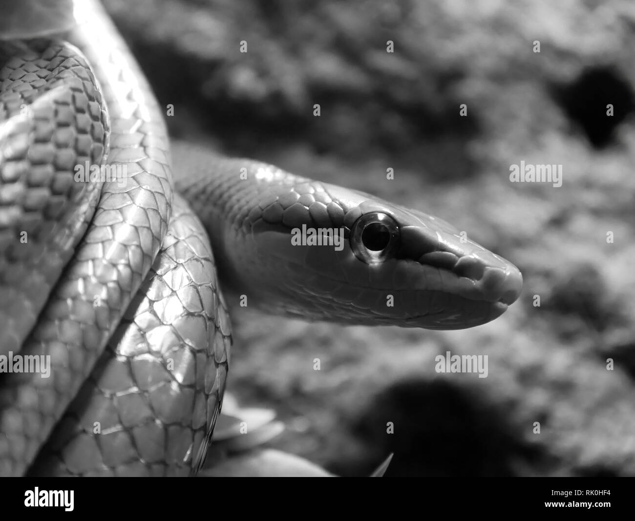 Veleno di serpente eye Foto Stock