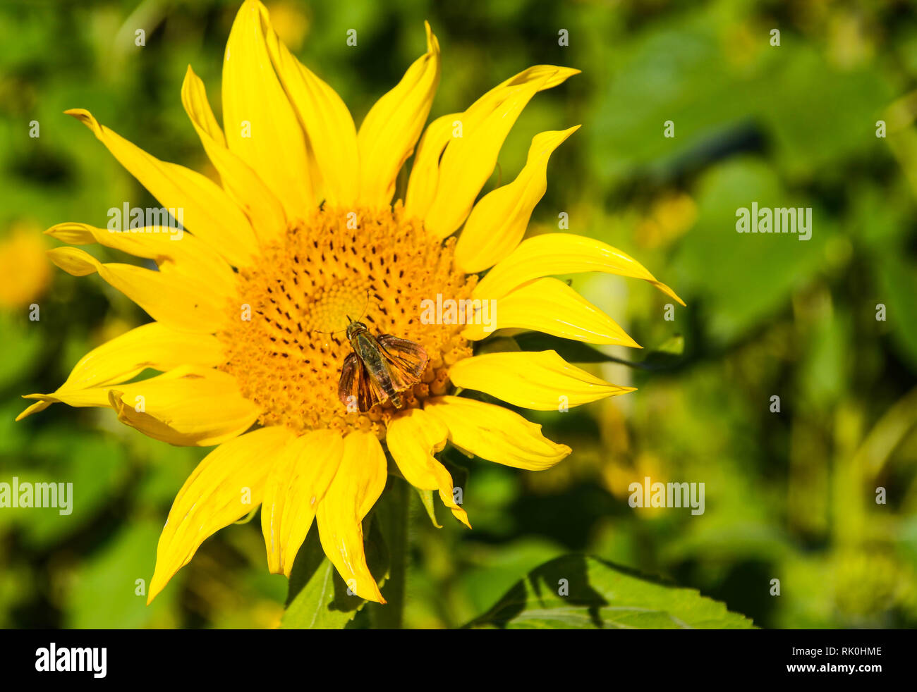 Girasole giallo con insetto su sfondo sfocato Foto Stock