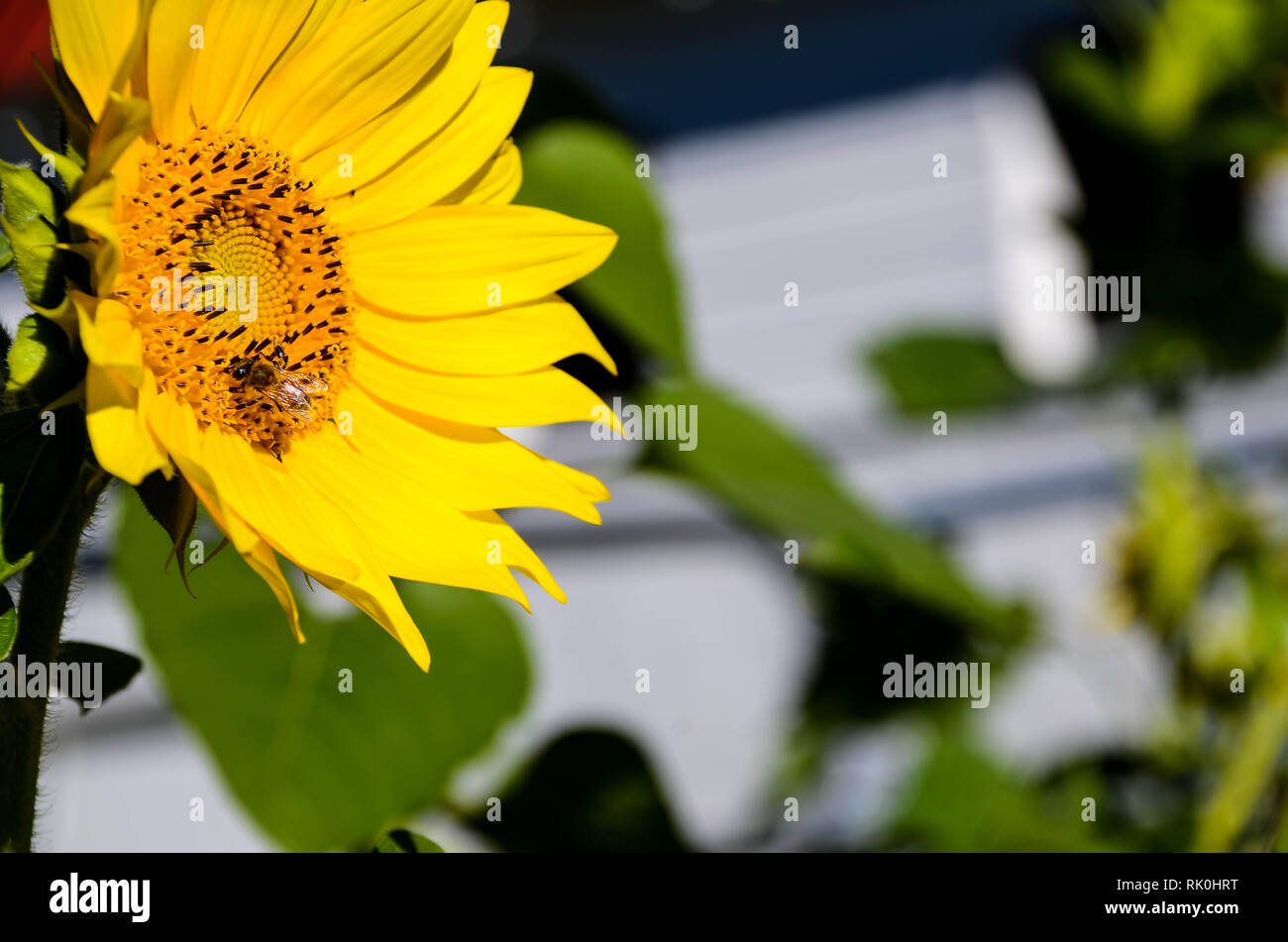 Vista laterale dei semi di girasole con sfondo sfocato Foto Stock