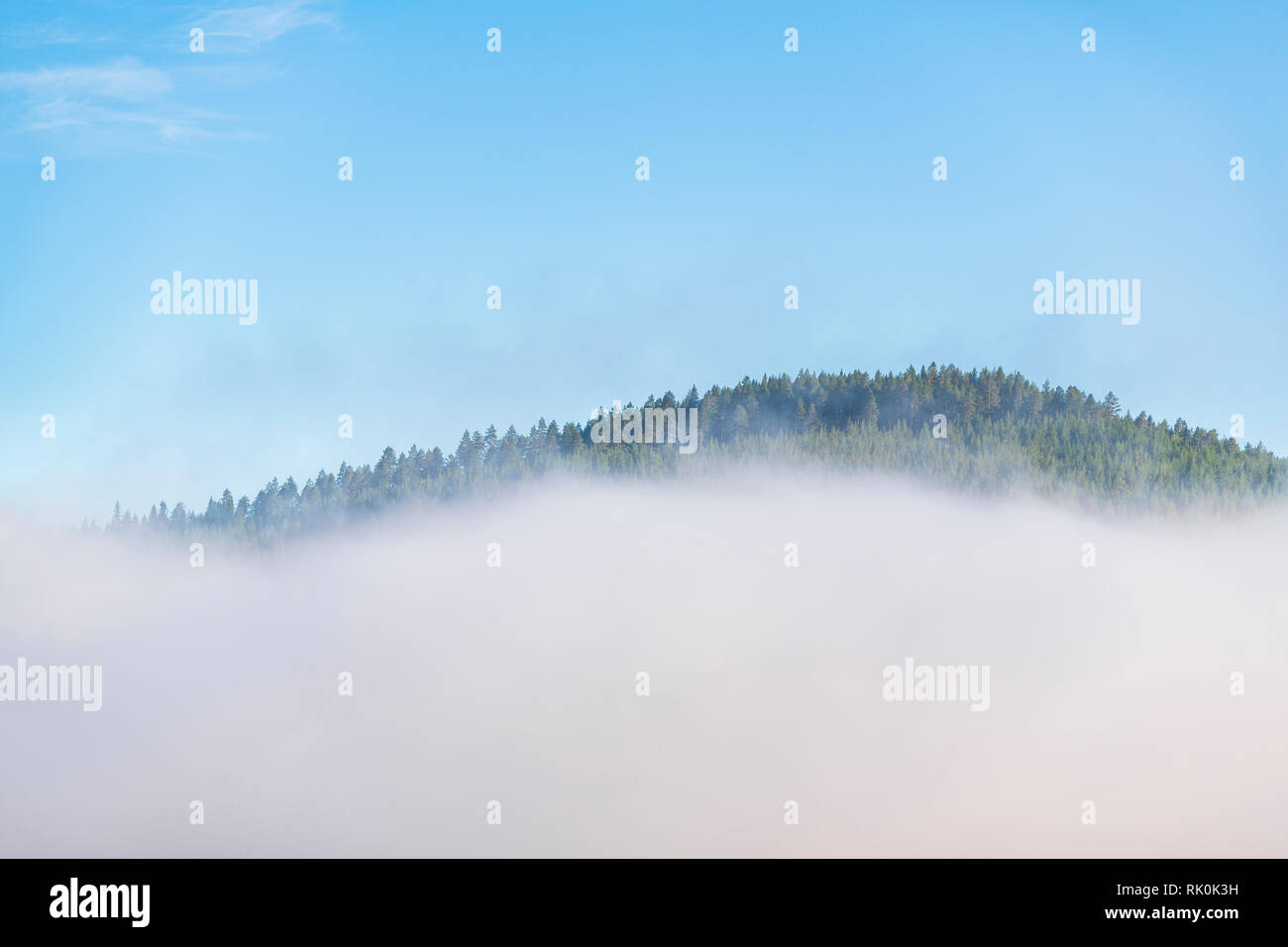 Tree Tops il peering sopra la nuvola, Trysil, Norvegia, Europa Foto Stock