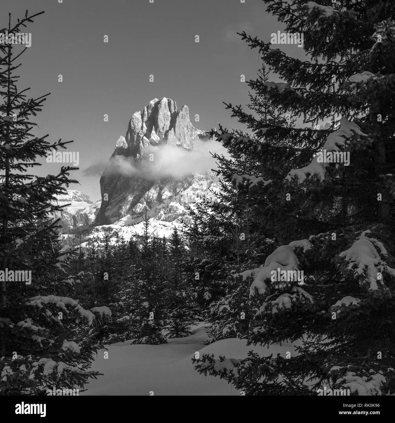 Foresta di conifere del monte Alpe di Siusi nella stagione invernale. Vetta del Sassolungo. Le Dolomiti Gardena. Alpi Italiane. Europa. Foto Stock