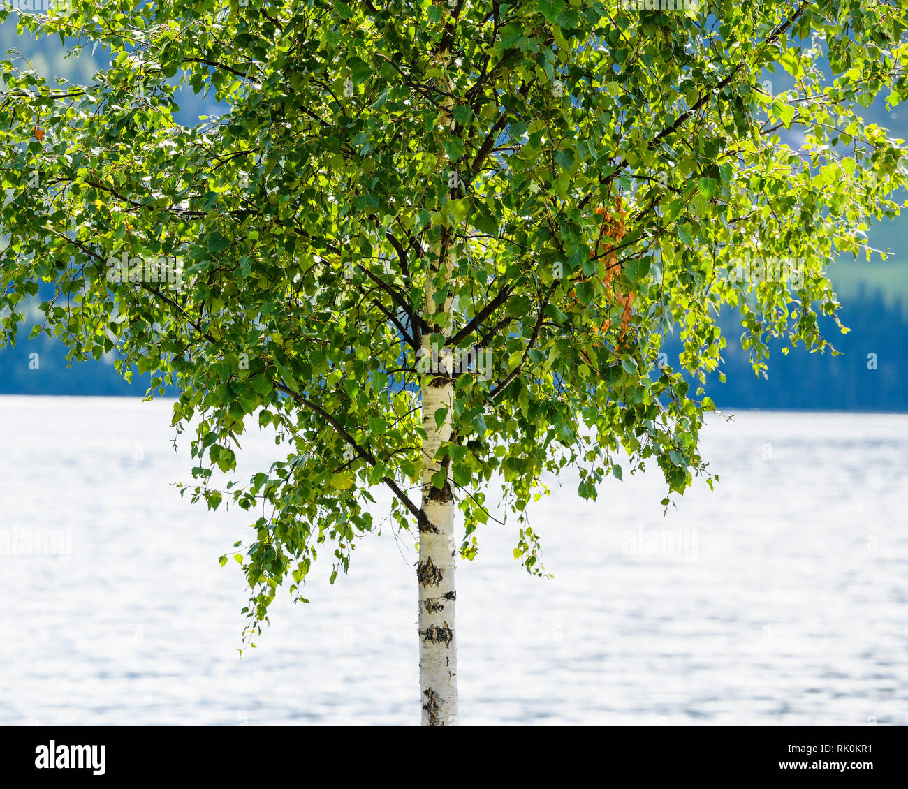 Unico albero dal lato del fiordo, vicino, Aurland, Norvegia, Europa Foto Stock