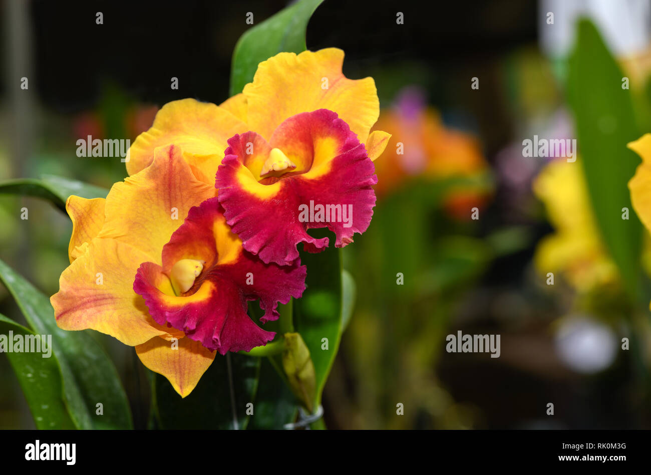 Bel colore arancione con red hybrid Cattleya orchid fiore in giardino, sullo sfondo della natura Foto Stock