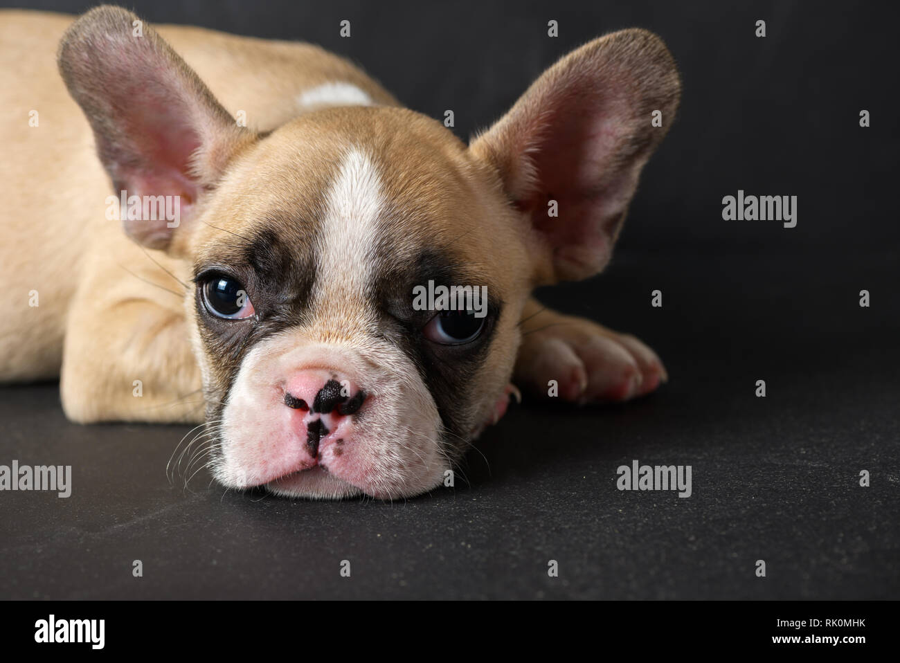Carino bulldog francese cucciolo dormire in pietra nera di sfondo, animale domestico concept Foto Stock