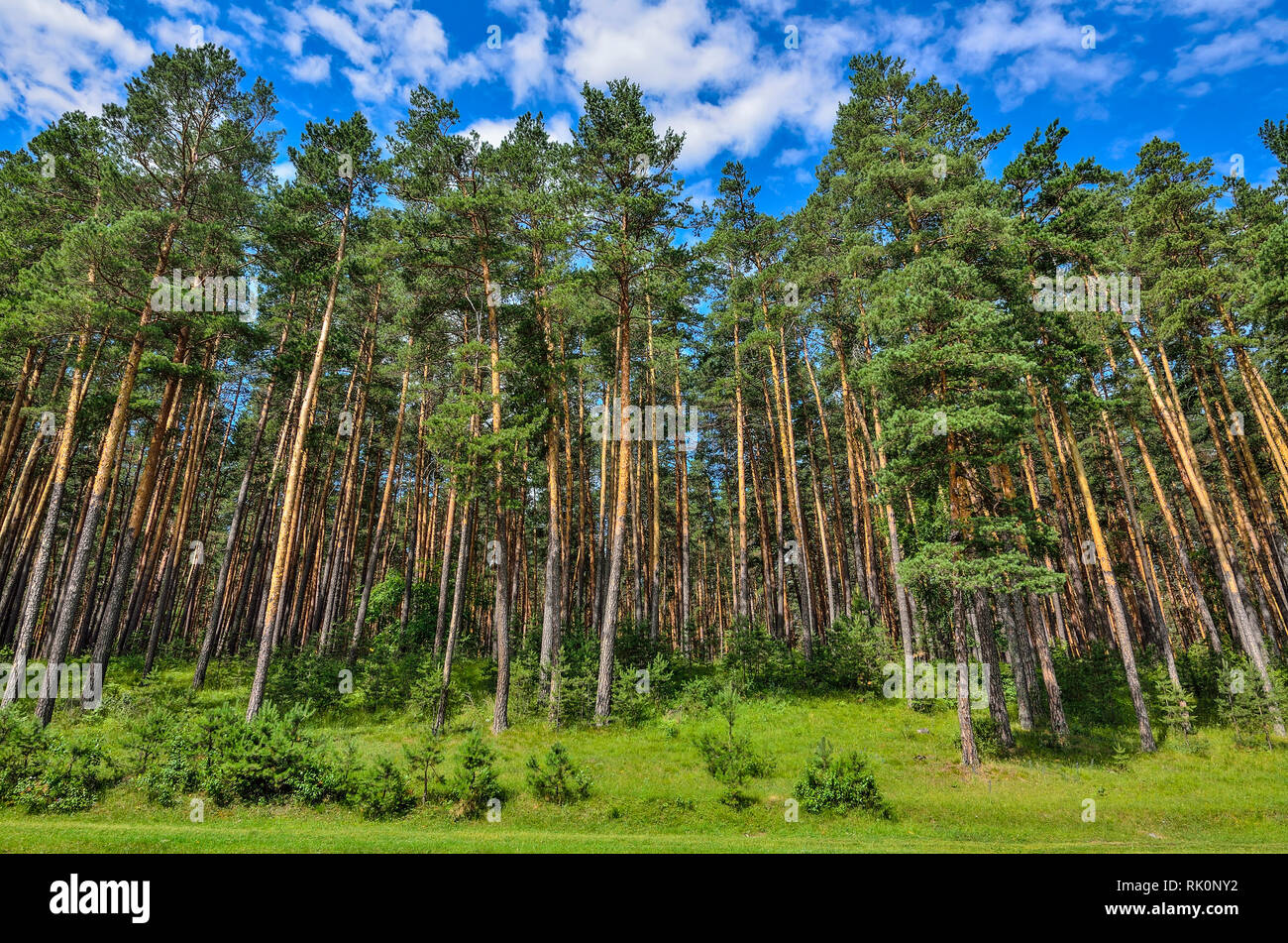 Pineta con alte esili Tronchi di conifere, aria pura e fresca e luminosa blu cielo - bella estate sunny paesaggio. Natura maestosa di Al Foto Stock