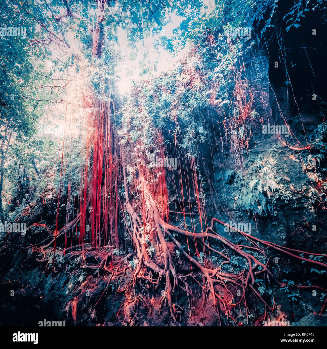 Colori surreali della fantasia paesaggio mistico al tropical forest di muschio con sorprendente giungla piante. Concetto di natura misteriosa e fiaba backgro Foto Stock