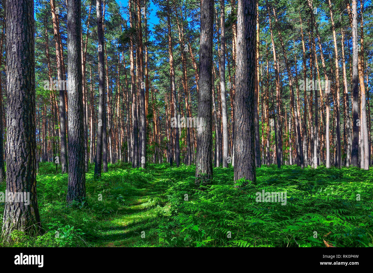 Bella estate sunny paesaggio nella foresta di pini con alte esili Tronchi di conifere, aria pura e fresca e felci verde sul terreno. Majestic n Foto Stock