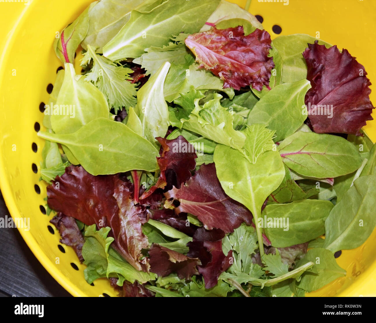 Sana molla organico mescolare le foglie di lattuga dopo il risciacquo in scolapasta Foto Stock