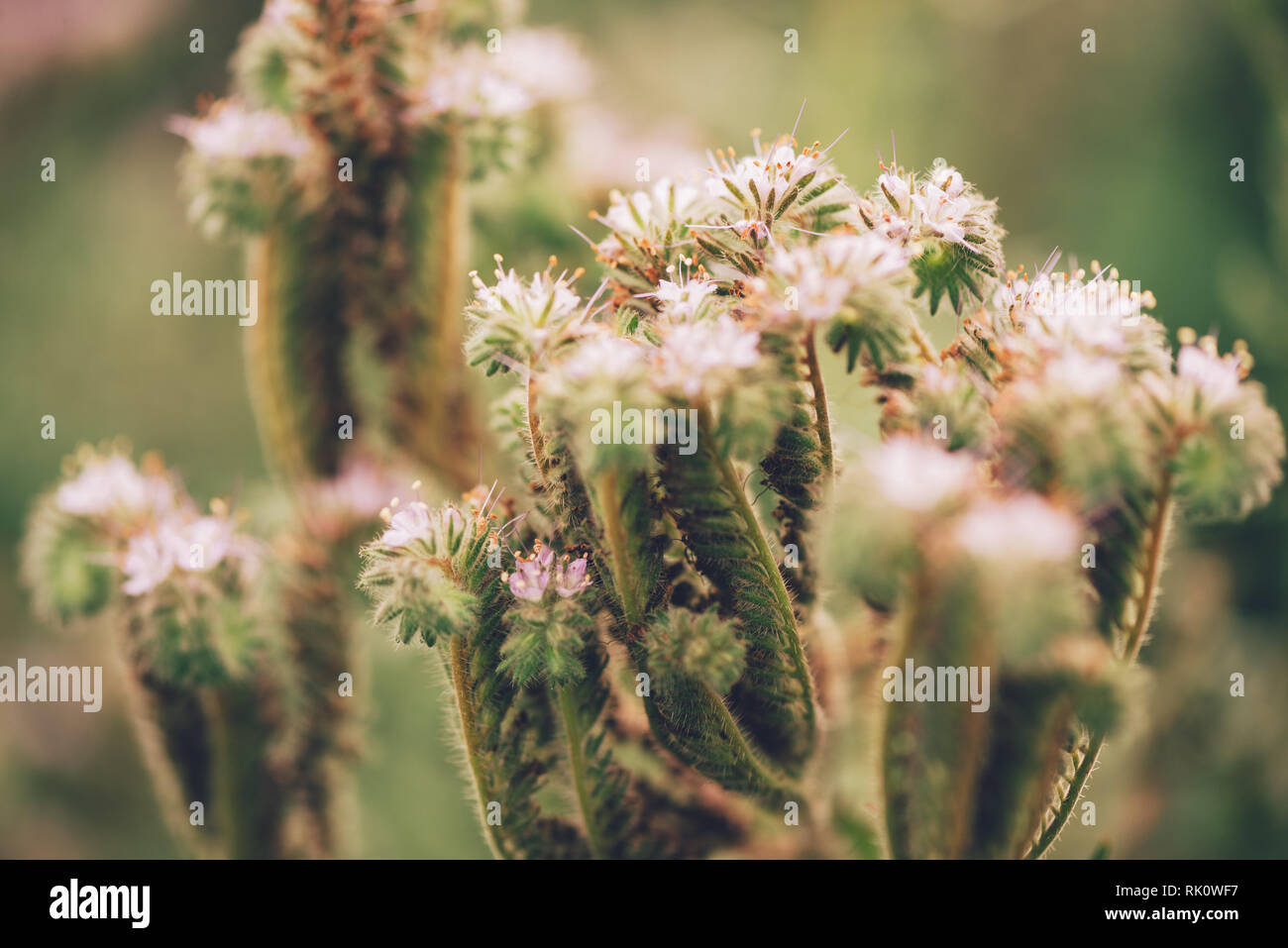 Phacelia tanacetifolia in fiore nel campo. Questa specie vegetale è anche noto con i nomi comuni di lacy phacelia, tansy blu o porpora tansy. Foto Stock