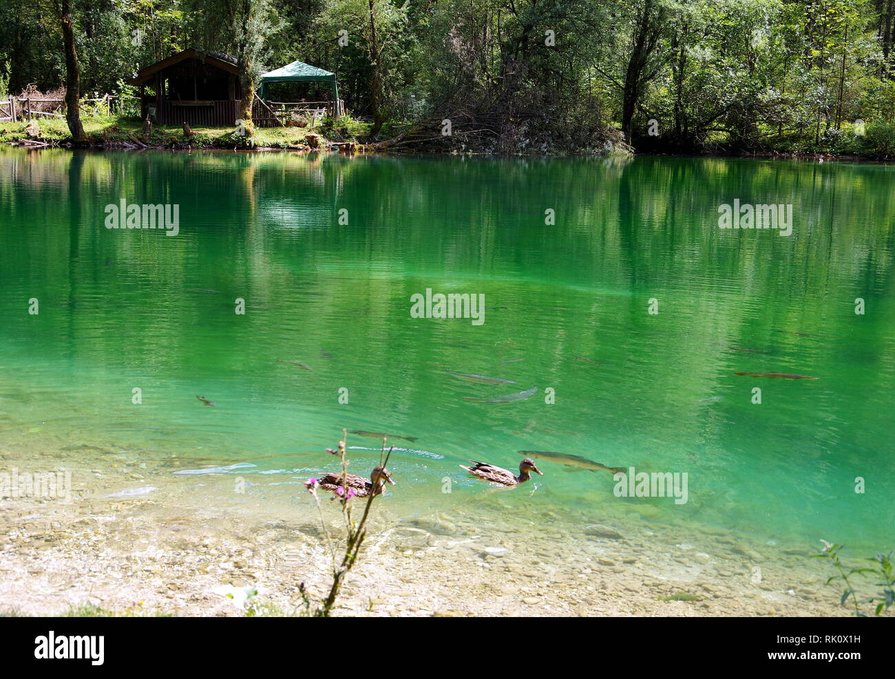 Piccolo lago con acqua di colore verdastro con pesci e anatre Foto Stock