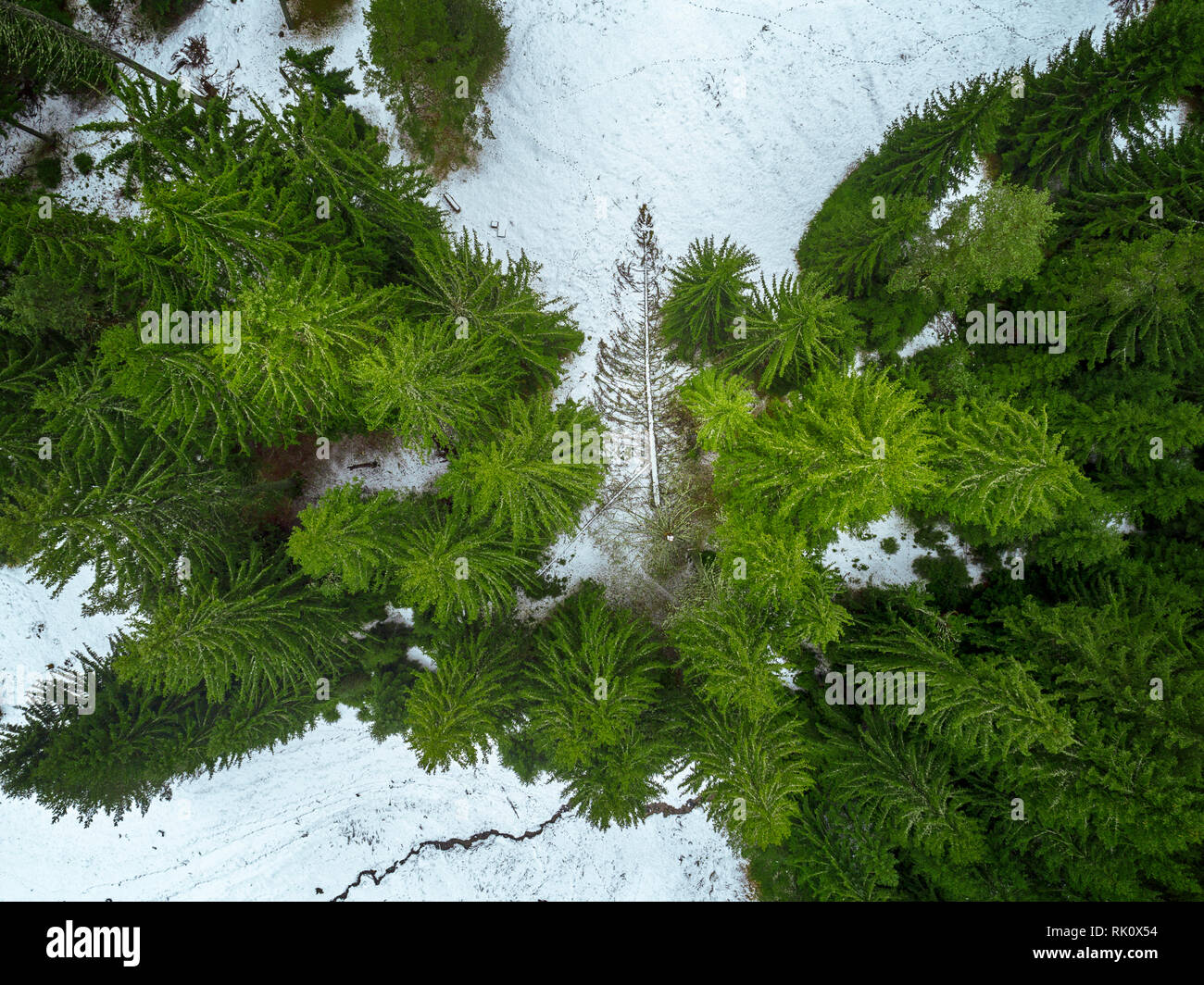Un fresco verde pineta shot in inverno con un drone dall'aria. Foto Stock