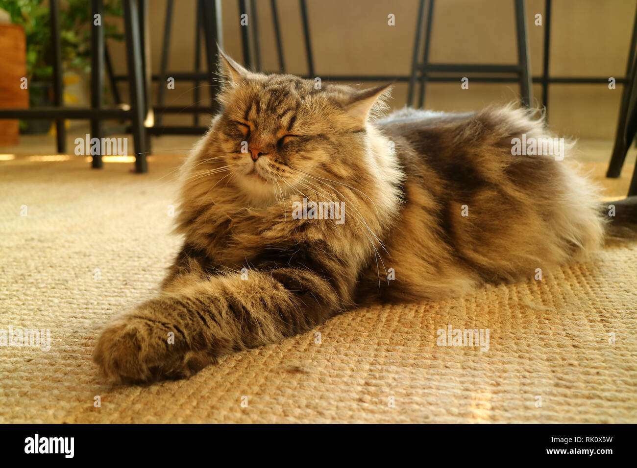 Una sonnolenta marrone capelli soffici gatto persiano rilassante sul pavimento Foto Stock