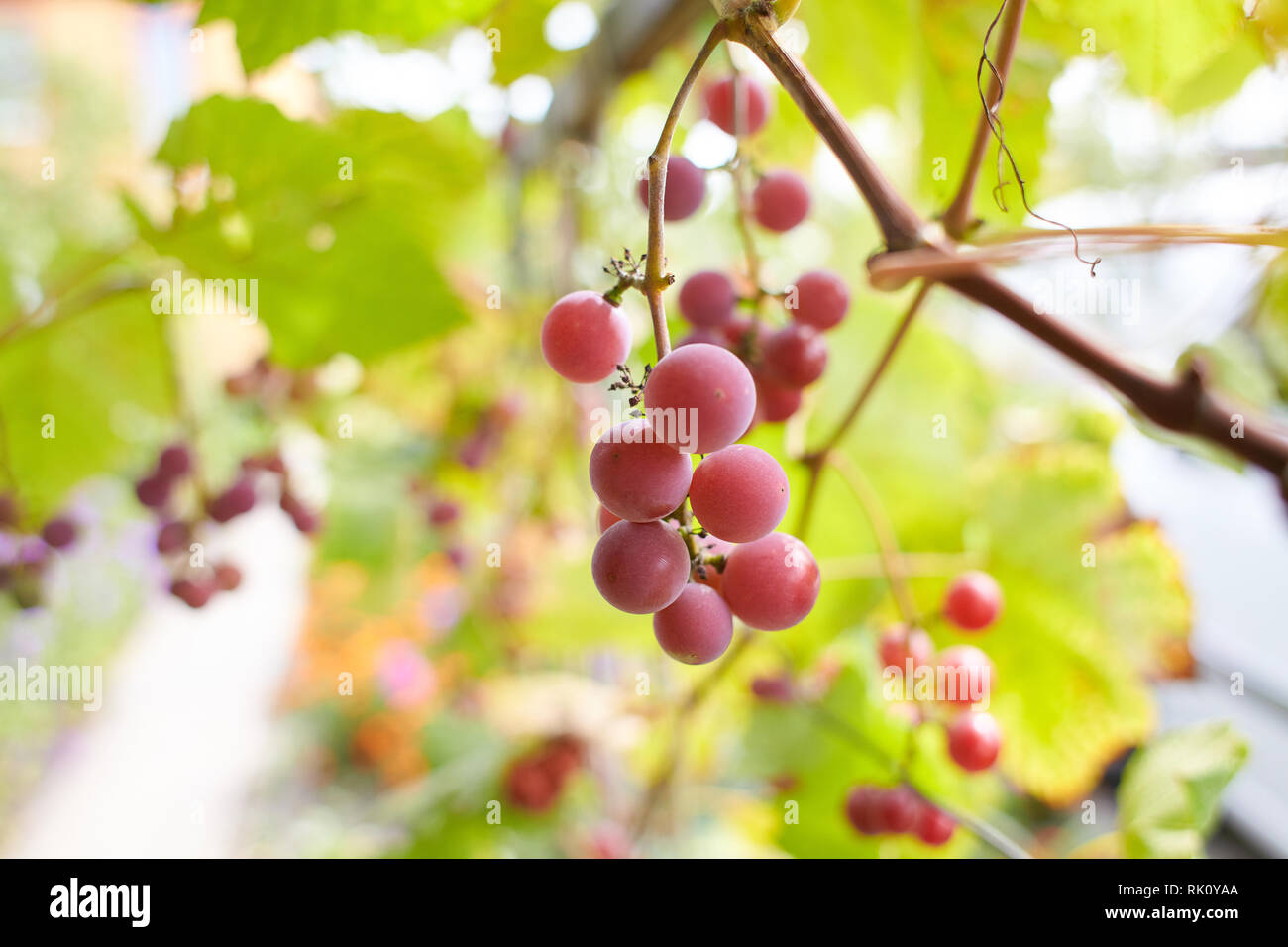 Il brunch fresco di porpora uve in vigna sul sfocata sullo sfondo della natura. Vista ravvicinata Foto Stock