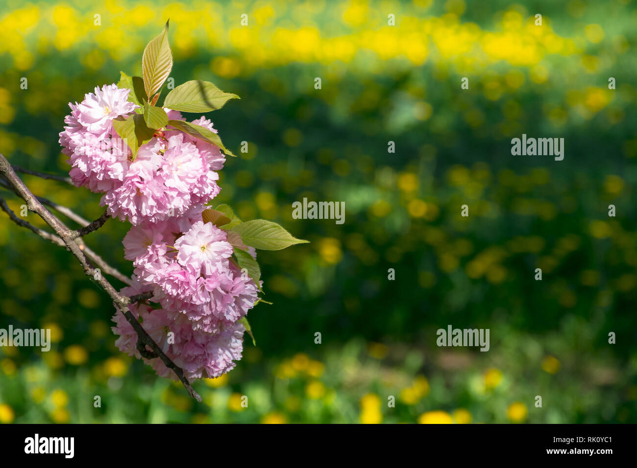 Rosa sakura blossom ramoscello sopra il prato erboso con giallo di tarassaco sfocato nella distanza. meravigliosa natura sfondo in primavera Foto Stock