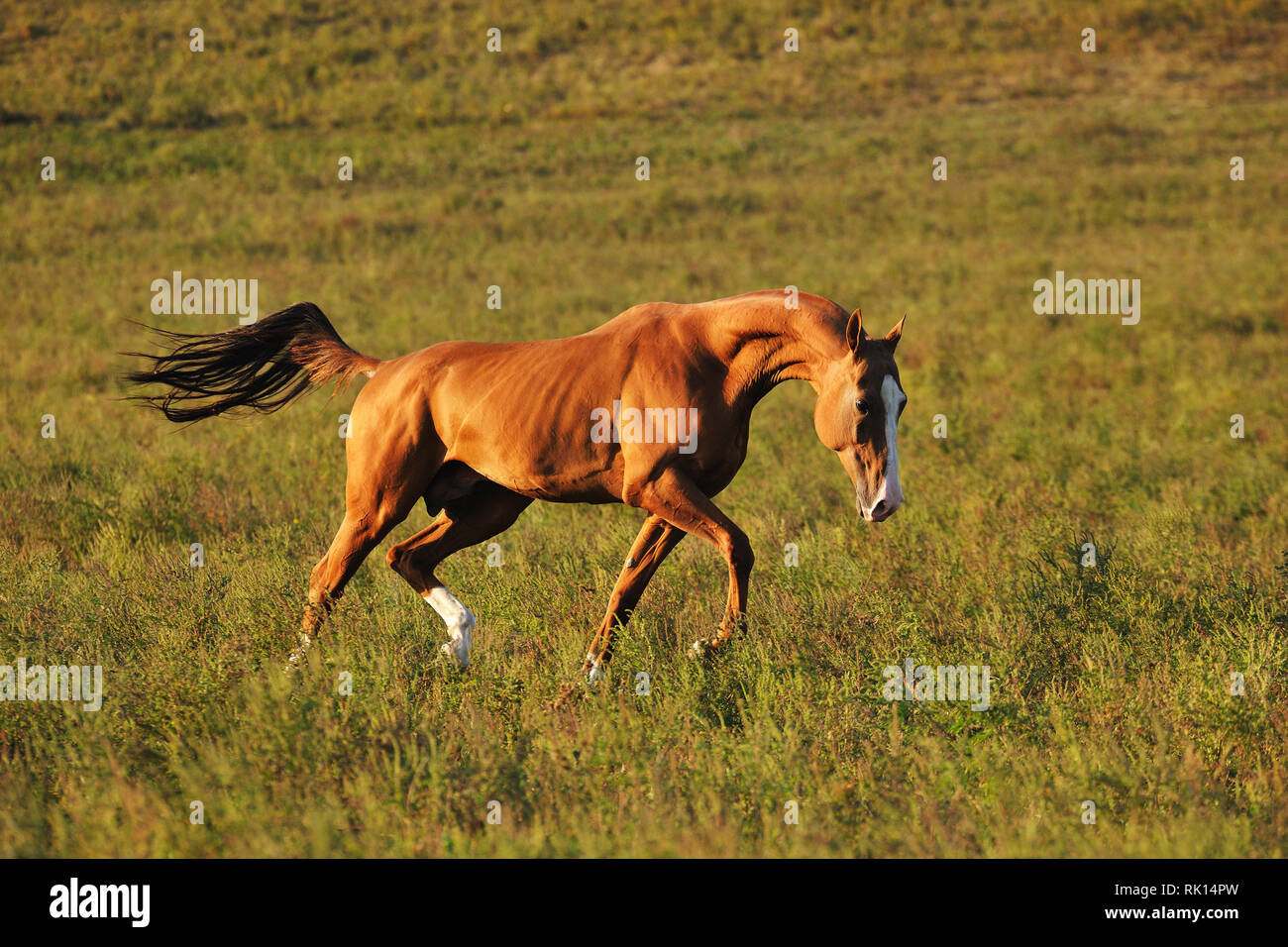 Castagno stallone Akhal-Teke stretching il suo collo e corre nel prato. Orizzontale, lateralmente, in movimento. Foto Stock