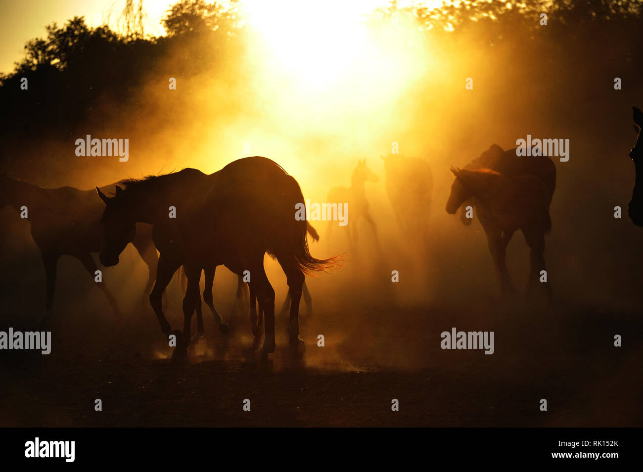 Allevamento di cavalli nella luce del tramonto a piedi. Orizzontale, silhouette. Foto Stock