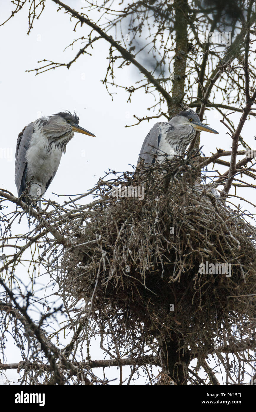 Ardea cinerea. Il nido dell'Airone cenerino in natura. La Russia e la  regione di Mosca Foto stock - Alamy