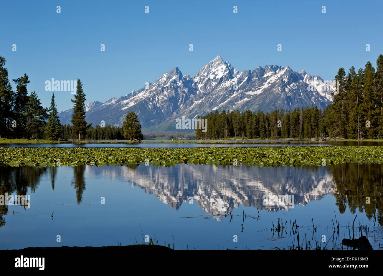 WY03349-00...WYOMING - Mount Moran riflettendo in Heron Pond, collegato al lago Jackson, nel Parco Nazionale di Grand Teton. Foto Stock