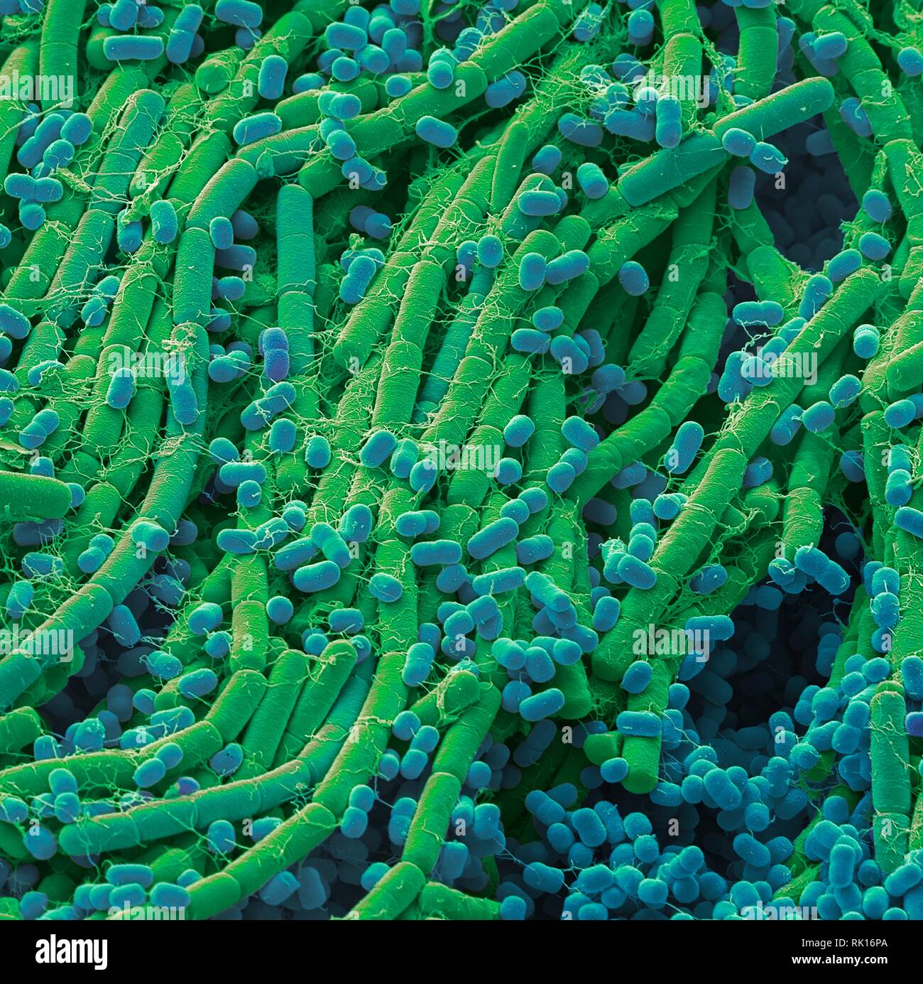 I batteri del suolo, SEM Foto stock - Alamy