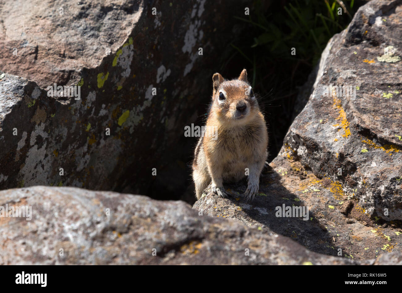 WY03361-00...WYOMING - Questo Golden-Mantled Scoiattolo di terra è in attesa e guardare per una dispensa gratuita sulla sommità del picco di osservazione a Yellowstone Foto Stock
