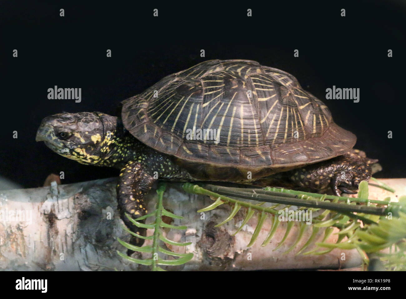 Scatola orientale Turtle Foto Stock