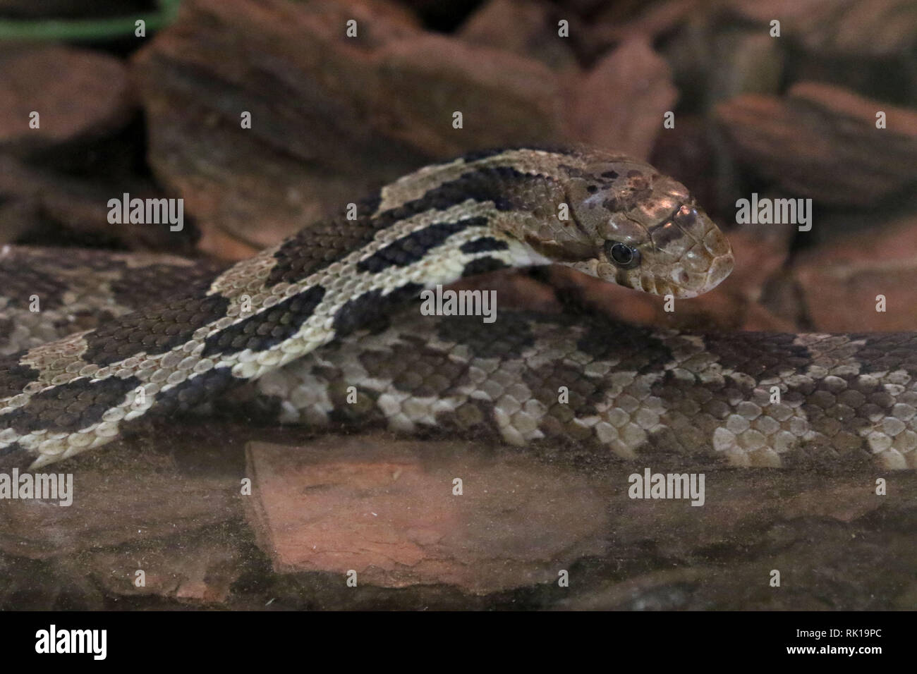 Fox serpente Foto Stock