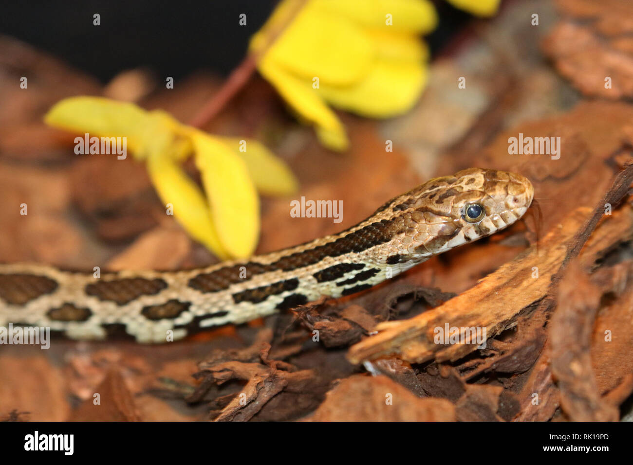 Fox serpente nel terrarium Foto Stock