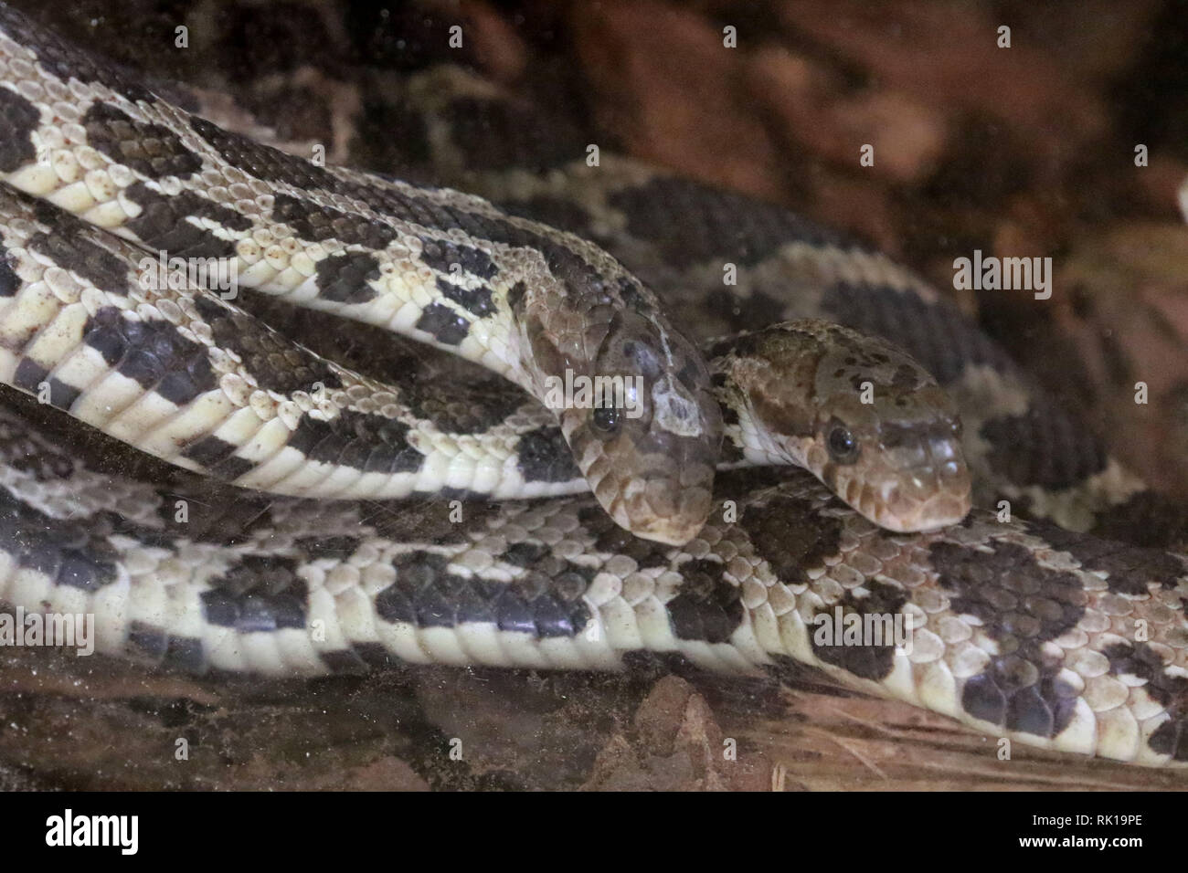 Fox serpente Foto Stock