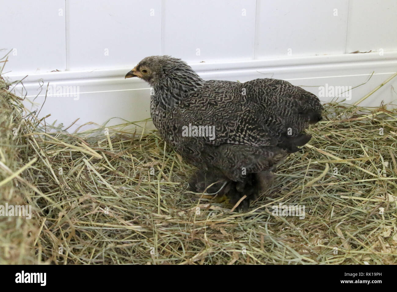 Brown Brahama galline Bantam Foto Stock