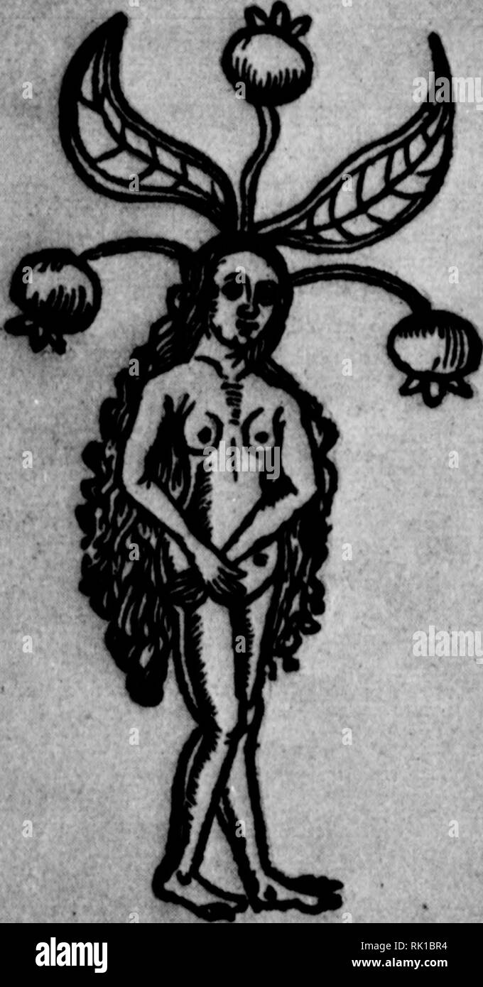 . Arthur e Fritz Kahn 1889-1932 di raccolta. Kahn, Fritz 1888-1968; Kahn, Arthur David 1850-1928; Storia Naturale illustratori; storia naturale. Herausziehen der La Mandragola um 15(&GT;(). Mantlragora aus Hortus Sanitatis 1530 die Menschen, welche zuviel an den Äpfeln riechen, stumm werden. Auch die schlafmachende Wirkung beschreibt er; ebenso die Gegengiftwirkung bei Schlangenbissen. Er erwähnt, dass der Saft Operationen vor (wie später im Mittelalter die Schlafschwämme?) als Narkotikum verwandt wurde. Im italienischen guerra Mittelalter die Kenntnis der Alraunwirkung nodi allgemein. Mandier Scheinto Foto Stock