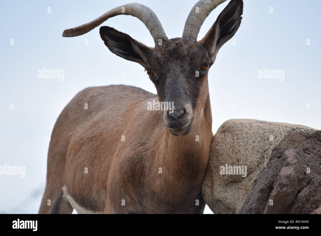 Capre di montagna gestisce aree robusto facilmente Foto Stock