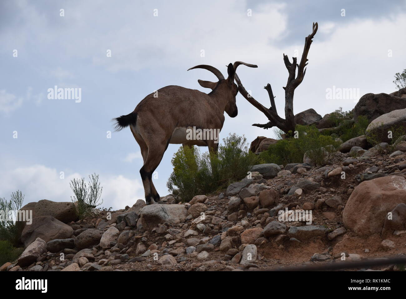 Capre di montagna gestisce aree robusto facilmente Foto Stock