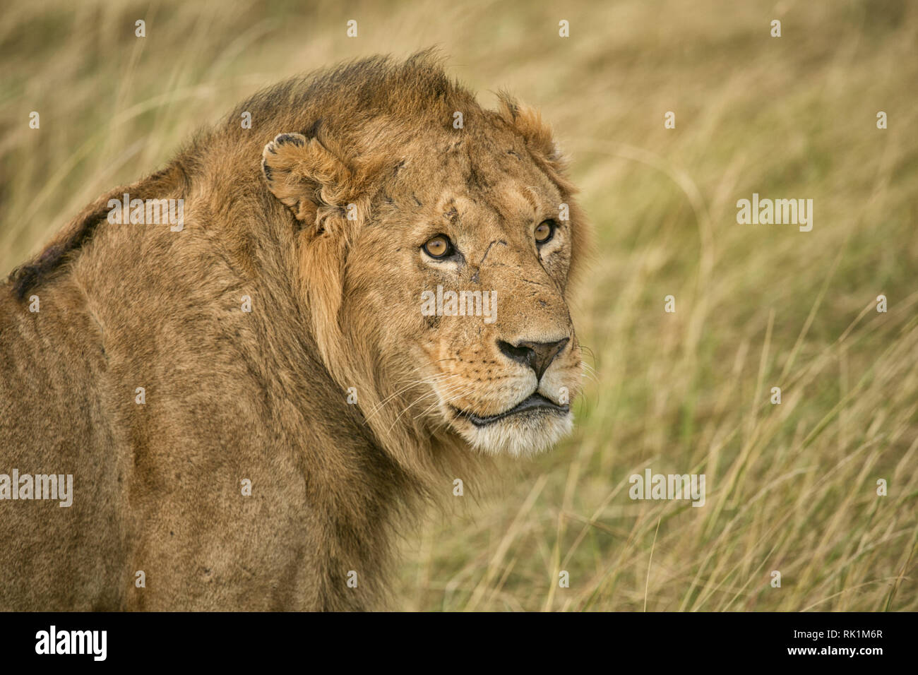 Giovane leone maschio Foto Stock