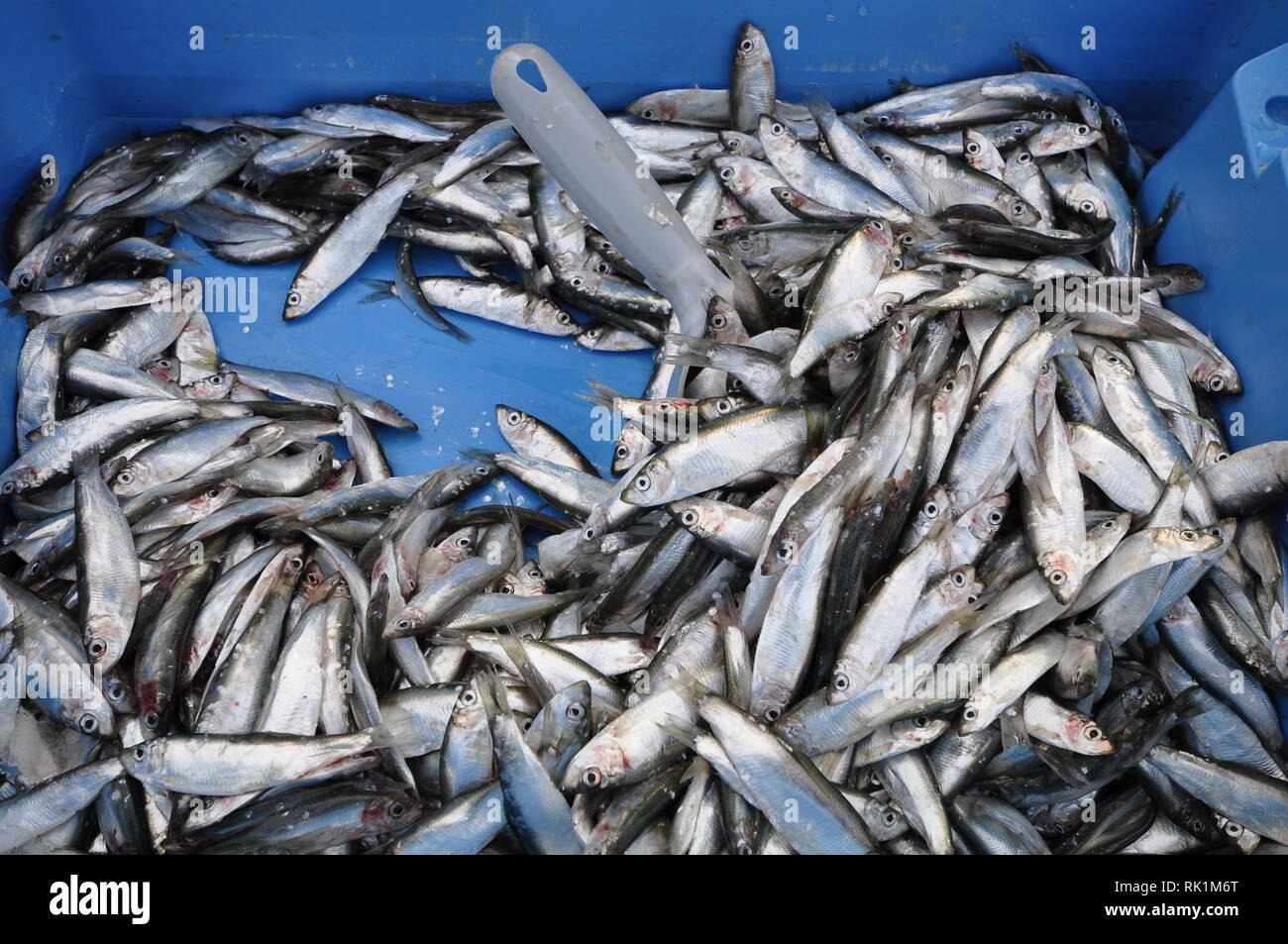 Spratti sbarcati a West Mersea, Essex, Foto Stock