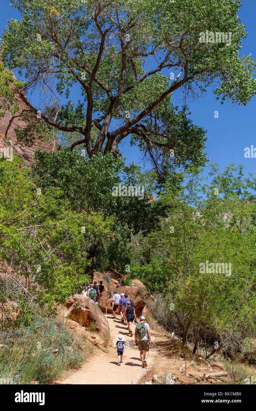 Walkers sul pool di smeraldo sentiero accanto al fiume vergine vicino a Sion Lodge, Parco Nazionale Zion, Utah, Stati Uniti. Foto Stock