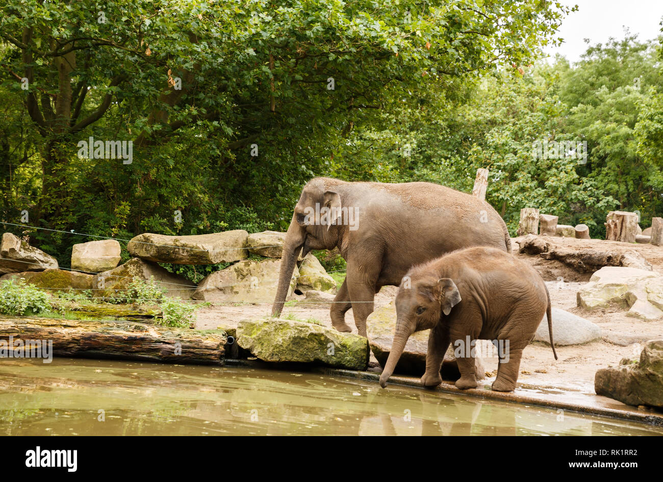 La madre e il bambino gli elefanti di bere l'acqua dal fiume. Foto Stock