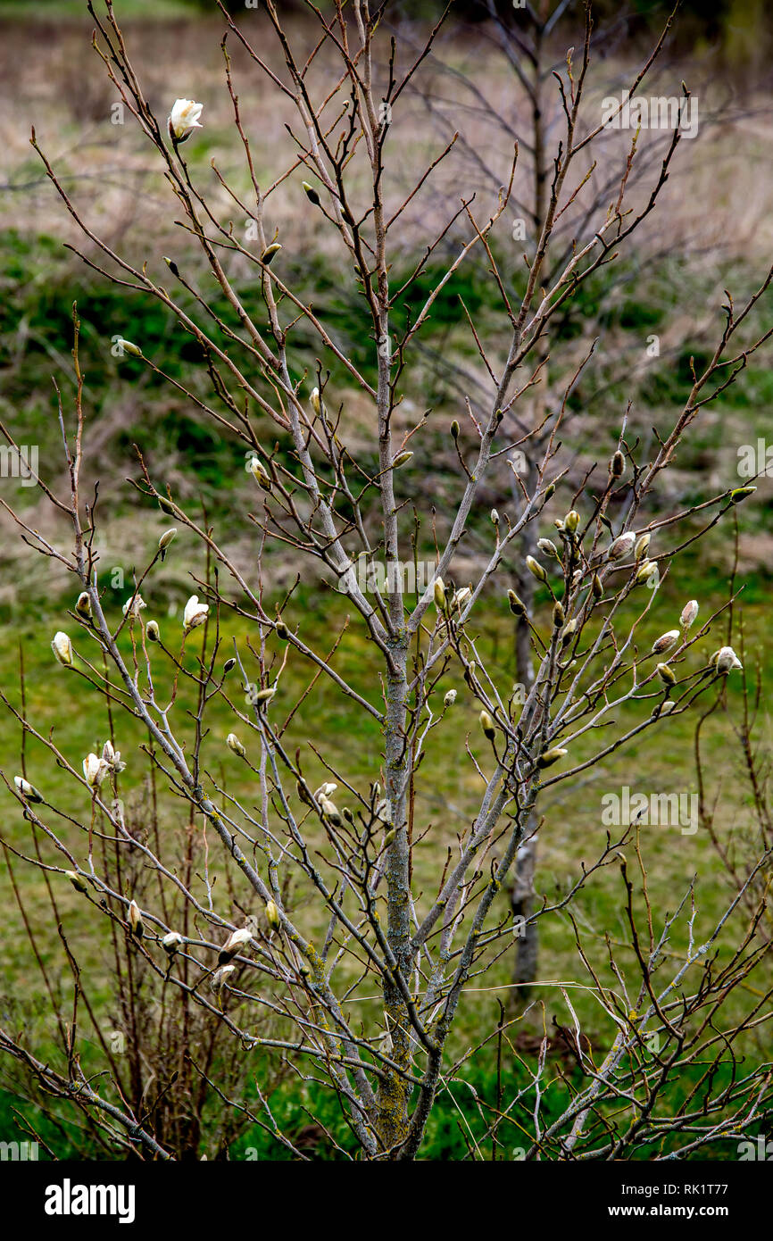 Magnolia bush in primavera, Lettonia. Fioritura bush con fiori di magnolia. Bianco arbusto a fioritura sul campo verde. Arbusto a fioritura con fiori di magnolia Foto Stock