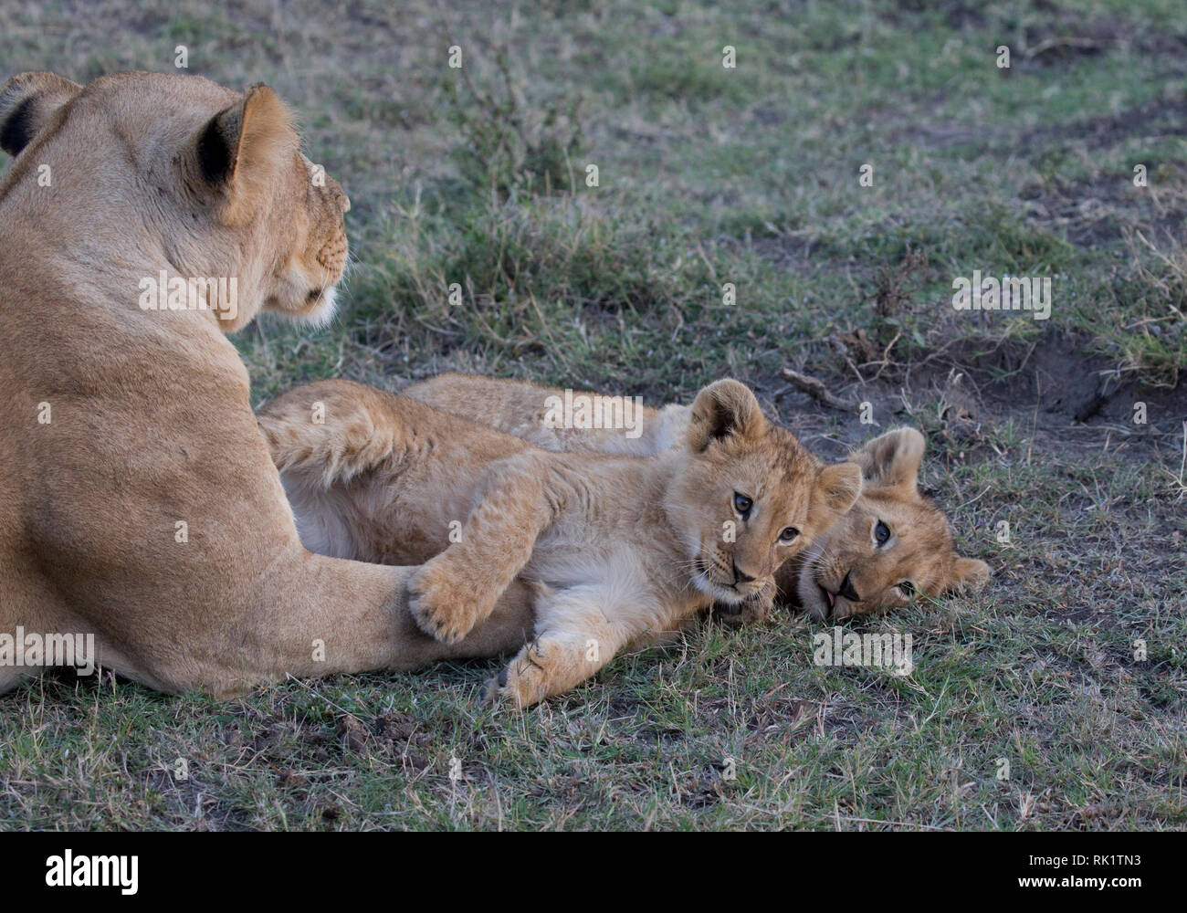 Leonessa per adulti con due giovani cusb, Panthera leo, Masai Mara riserva nazionale, Kenya Foto Stock
