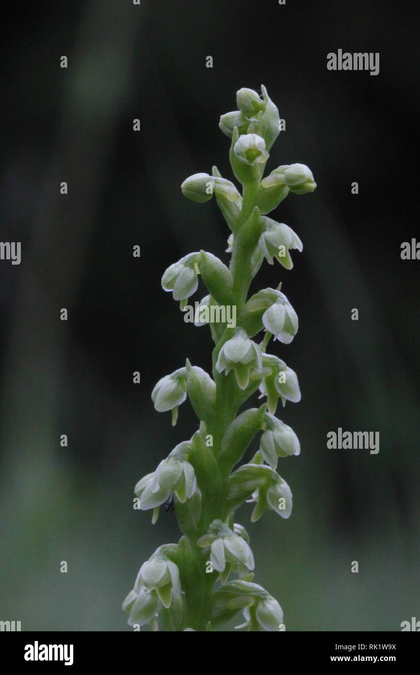 Piccolo White Orchid (albida Pseudorchis), Eifel, Germania. Foto Stock