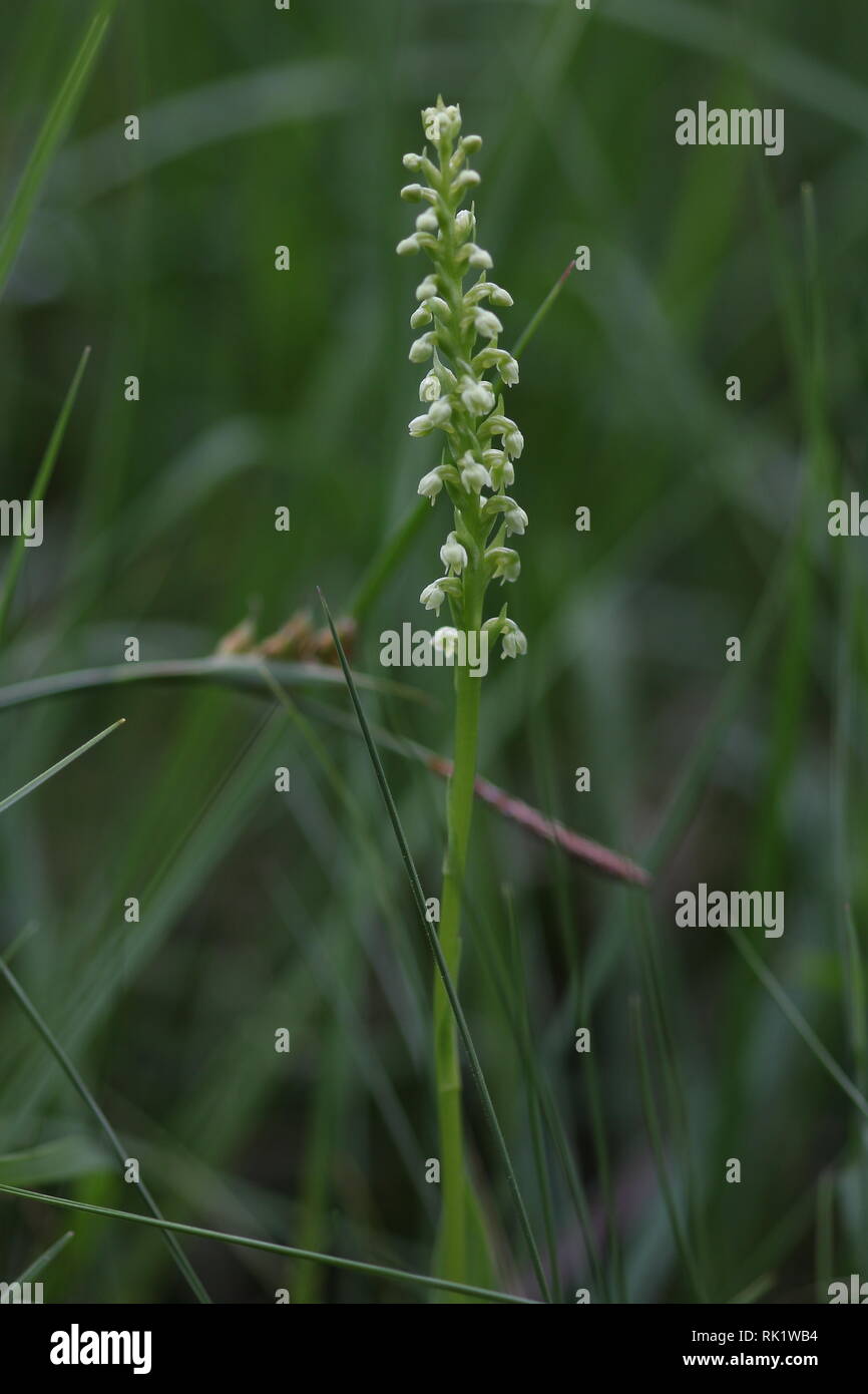 Piccolo White Orchid (albida Pseudorchis) Eifel, Germania Foto Stock