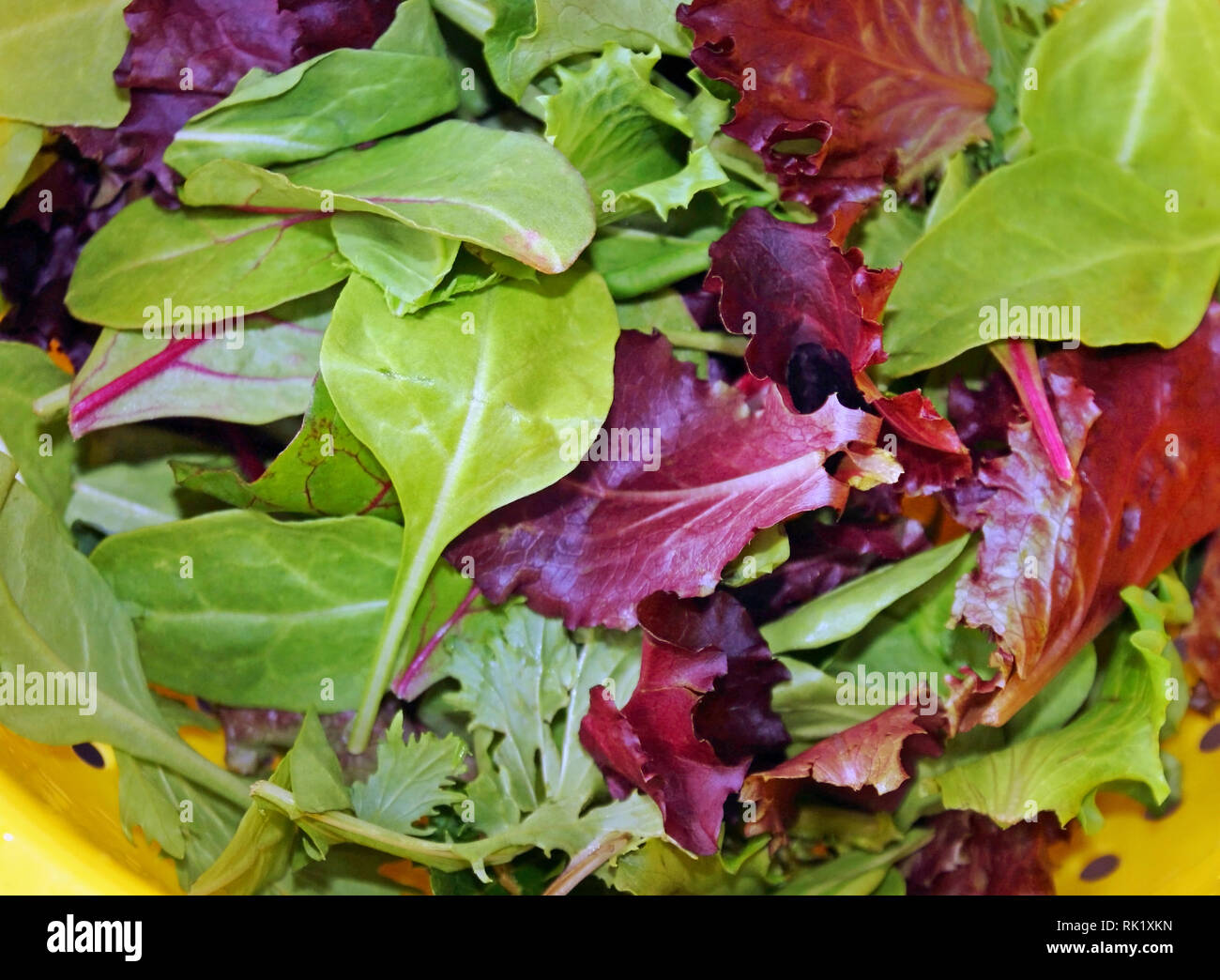 Sana molla organico mescolare le foglie di lattuga dopo il risciacquo in scolapasta Foto Stock